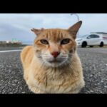 漁港にいた茶トラ猫ちゃんを撫でると足下に擦り寄ってきてカワイイ(YouTube)