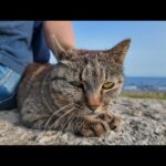 猫島で防波堤に座ると猫がトコトコ歩いてきて隣に座ってきた(YouTube)