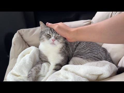 もちの手術が成功した日。(YouTube)