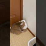 手、届くかな？！(YouTube)