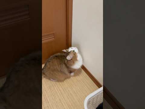 手、届くかな？！(YouTube)