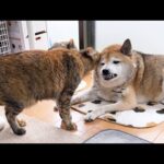 牙は出てますが実は嬉しい柴犬【日曜日のまったり犬猫】(YouTube)