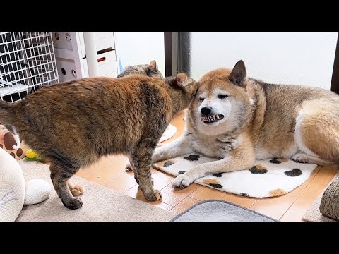 牙は出てますが実は嬉しい柴犬【日曜日のまったり犬猫】(YouTube)