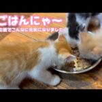 夕ごはんにゃ～ 食べるニャン  皆様の応援でこんなに元気になりました   2025 05 31 2(YouTube)