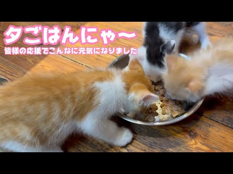 夕ごはんにゃ～ 食べるニャン  皆様の応援でこんなに元気になりました   2025 05 31 2(YouTube)