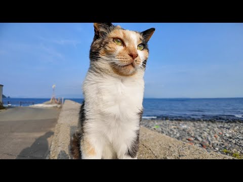 防波堤に座ると隣に座ってくる三毛猫ちゃん(YouTube)