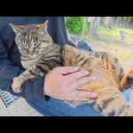丸顔のキジトラ猫が人間のひざの上で寝そべってお腹をマッサージされる(YouTube)