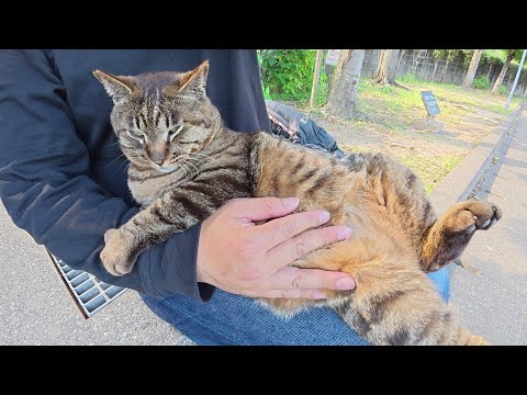 丸顔のキジトラ猫が人間のひざの上で寝そべってお腹をマッサージされる(YouTube)
