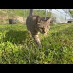 放置してもずっと側にいてくれる猫(YouTube)
