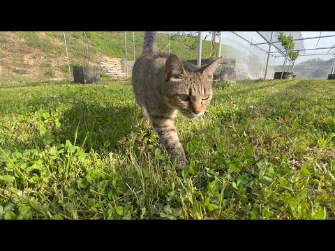放置してもずっと側にいてくれる猫(YouTube)