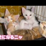 さぁみんにゃで幸せになるニャ  皆様の応援で元気で成長できています  ムック モグ  ヤー ユー   2025 05 29 2(YouTube)