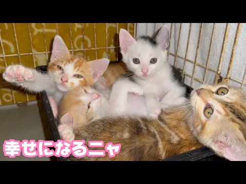 さぁみんにゃで幸せになるニャ  皆様の応援で元気で成長できています  ムック モグ  ヤー ユー   2025 05 29 2(YouTube)