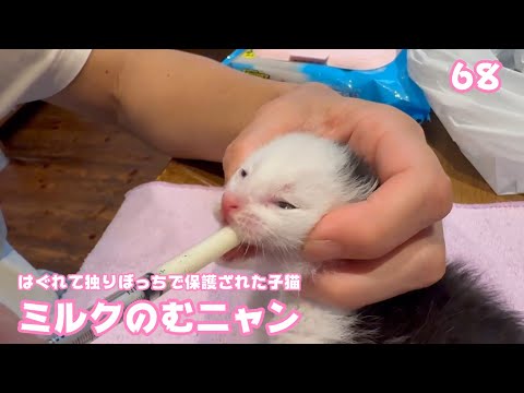 ミルクのむニャン  はぐれて独りぼっちで保護された子猫  Day17   2025 05 05 1(YouTube)