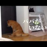 柴犬の寂しげな表情…パパがいない日を癒すママの行動が素敵すぎる。(YouTube)