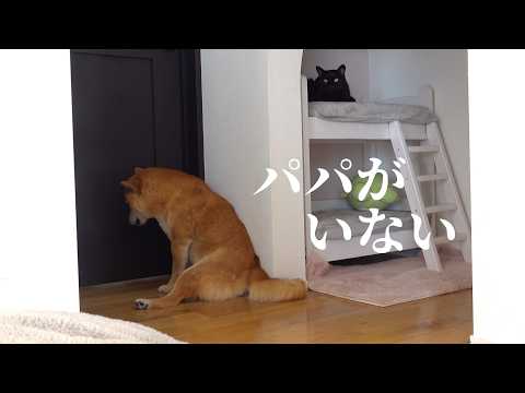 柴犬の寂しげな表情…パパがいない日を癒すママの行動が素敵すぎる。(YouTube)