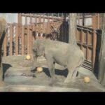 フィーダーを転がして摂餌するアジアゾウのアヌーラ：多摩動物公園(YouTube)