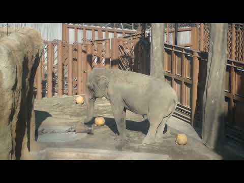 フィーダーを転がして摂餌するアジアゾウのアヌーラ：多摩動物公園(YouTube)