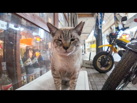 商店街の猫ちゃん、酒屋さんが置いてくれてる猫ハウスがお気に入りのようです(YouTube)