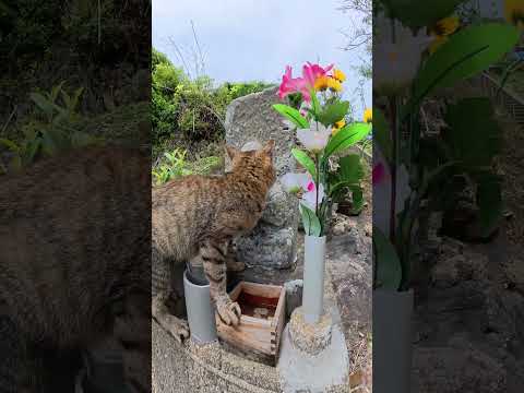 お地蔵様の前でもマイペースな猫 #猫 #cat #ネコ(YouTube)