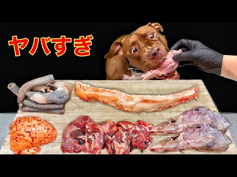 【眠れぬ夜に】ピットブルが牛の肋骨をボリボリ噛み砕く音で深い眠りへ導くASMR(YouTube)
