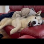 「プピプピ文太」動画投稿終了のお知らせ(YouTube)
