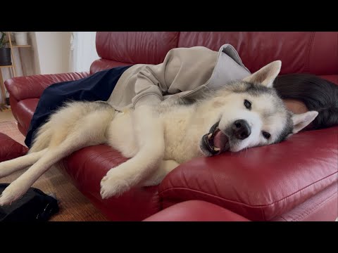 「プピプピ文太」動画投稿終了のお知らせ(YouTube)