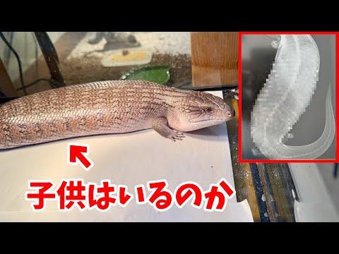 【妊娠してる？】子供をそのまんま出産するトカゲのレントゲン画像を動物病院に撮影しに行った結果・・・(YouTube)