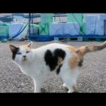 漁港に行くと必ず出てくるハートマークの三毛猫ちゃんと髭のハチワレ猫ちゃん(YouTube)