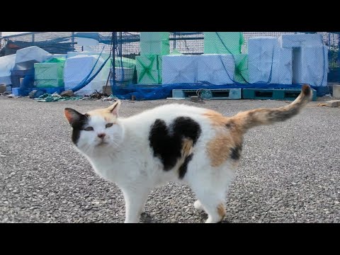 漁港に行くと必ず出てくるハートマークの三毛猫ちゃんと髭のハチワレ猫ちゃん(YouTube)