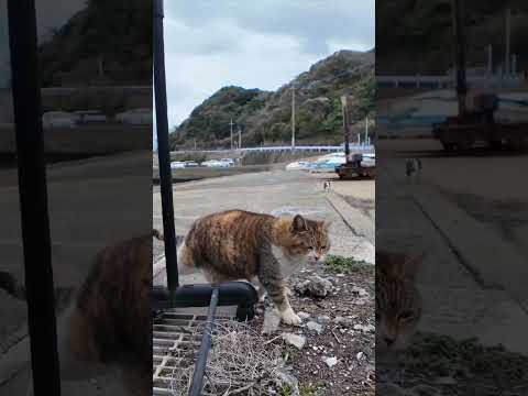 逃げる白キジ猫ちゃん、寄ってくる三毛猫ちゃん #ImpressedCatVideo #catisland #猫(YouTube)