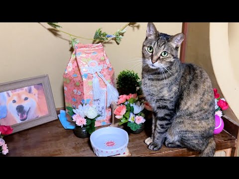 猫たちの長女が挨拶をすると後輩猫たちも集まります(YouTube)