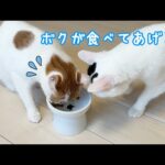 家猫になったトロのご飯をチロが奪うようになりました…！(YouTube)