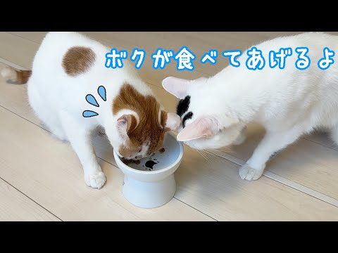家猫になったトロのご飯をチロが奪うようになりました…！(YouTube)