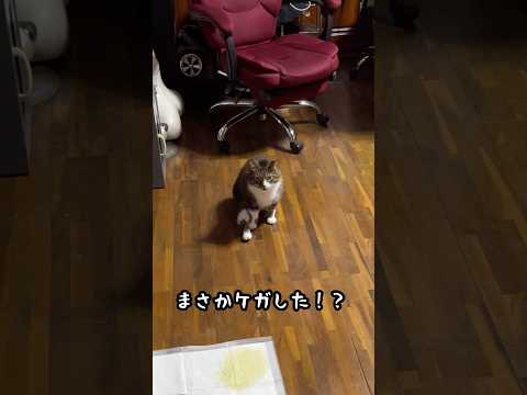 足をケガしたと思わせて… #shorts #猫(YouTube)