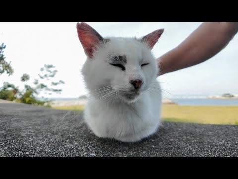 防波堤の上に座っていた野良猫を撫でるとゴロゴロ言って喜んだ(YouTube)
