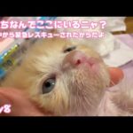アタチなんでここにいるニャ？  泥の中から生還したんだよ 頑張ったね  Day8 モグ   2025 05 13 1(YouTube)