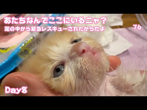 アタチなんでここにいるニャ？  泥の中から生還したんだよ 頑張ったね  Day8 モグ   2025 05 13 1(YouTube)