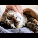 飼い主の前ではとろけるように甘えてしまう猫のお返事が可愛い(YouTube)