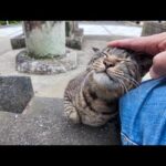 漁港の街の神社に行こうとしたら猫が駆け寄ってきた(YouTube)