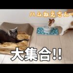 寝室に猫5匹大集合しました！！(YouTube)