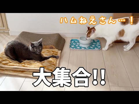 寝室に猫5匹大集合しました！！(YouTube)