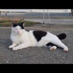 感動猫動画 のライブ配信(YouTube)