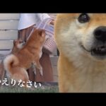 柴犬は子猫が手術から戻ると涙を誘う優しさを見せました。(YouTube)