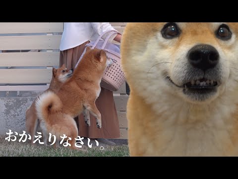 柴犬は子猫が手術から戻ると涙を誘う優しさを見せました。(YouTube)