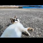 猫島の港を歩くと付いてくる猫ちゃん、最初はタヌキみたいな猫で途中から黒白猫に交代(YouTube)