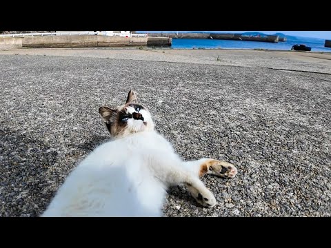 猫島の港を歩くと付いてくる猫ちゃん、最初はタヌキみたいな猫で途中から黒白猫に交代(YouTube)