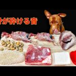 犬の咀嚼音!!骨を豪快に噛み砕く咀嚼音がクセになる(YouTube)