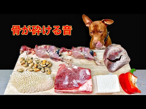 犬の咀嚼音!!骨を豪快に噛み砕く咀嚼音がクセになる(YouTube)