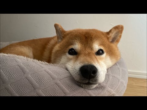 スヤスヤゲリラ配信2025年5月31日【第二回】(YouTube)