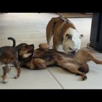 ぶるまるの金●チェックが厳しい…保護犬が初めてお腹を見せて「お帰り！」してくれました！(YouTube)